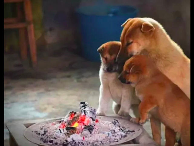 主人点了一堆炭火，狗狗们全部都围过来烤火，看这表情很享受呀！ - 2
