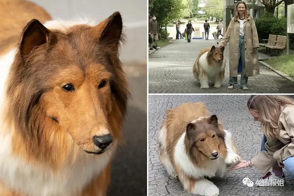 日本男子砸 200 万变成狗被人牵着在街上遛，视频火遍外网！网友：真的狗看了都害怕 - 3