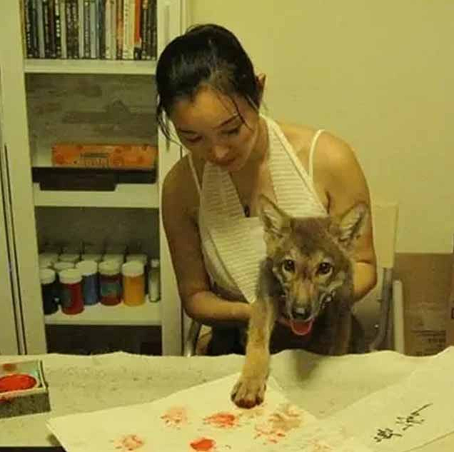 2010年成都女画家在草原寻找灵感，救下一只狼崽后放生，如今怎样 - 10