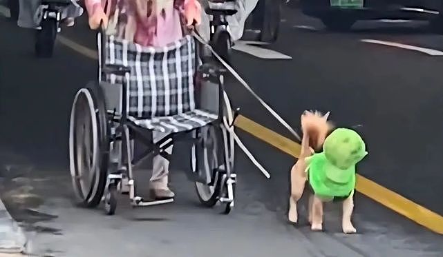 大妈扶着轮椅车遛狗，路人们表示不解：这狗咋戴着绿色头套？ - 3