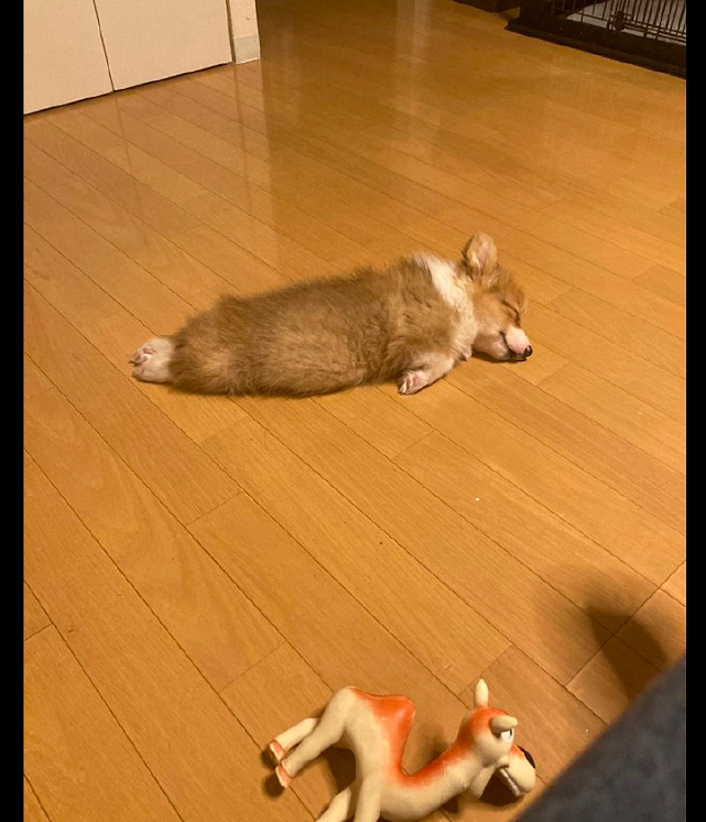 狗狗在家里玩玩具，累了直接就躺在地板上睡着了，睡相真可爱的呀 - 2