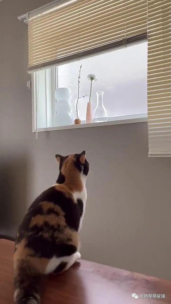 猫咪想跳到窗台上，信心满满结果 ... 猫脸算是丢尽了 - 6