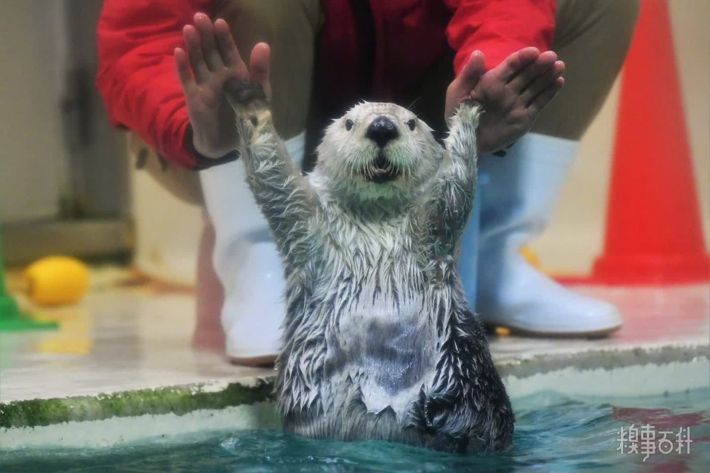 鸟羽水族馆的海獭小梅