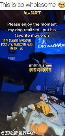 主人干扰狗子看电影，它被气的直转圈低呜：“别吵了！” - 3