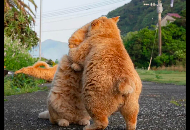 两只橘猫在马路上打架，好像是日本的相扑比赛，摔跤运动“圆”？ - 1