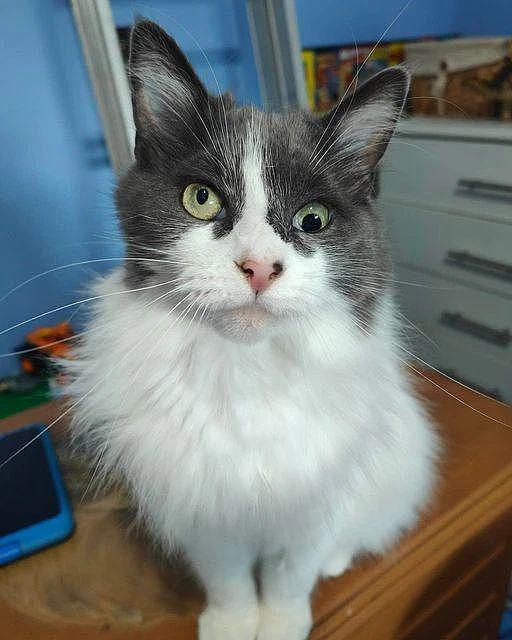 猫咪左眼天生失明，一直无人领养，但其实它也有独特的魅力啊 ~ - 1