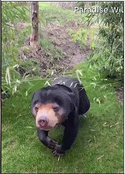 中国动物园的一头熊一夜之间火爆全球！国外媒体网友陷入疯狂：“它到底是熊还是人？！” - 23