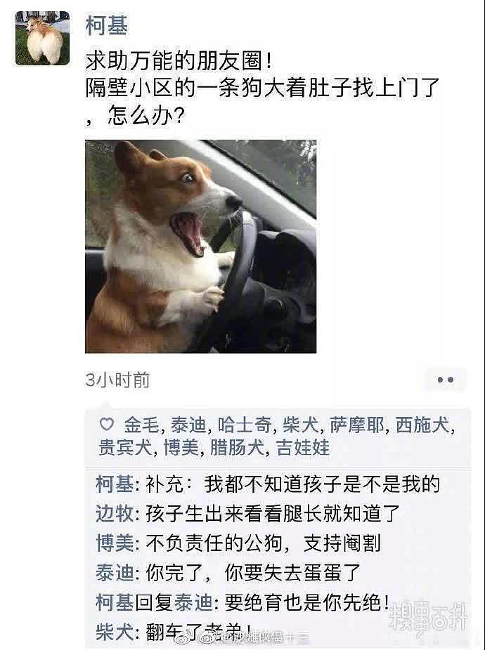 假如狗狗也有朋友圈，