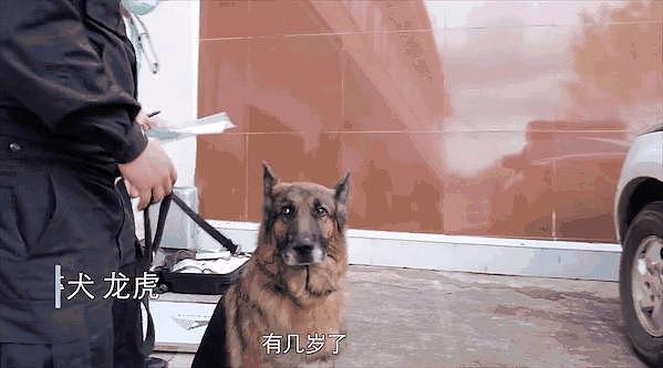 警犬吃太胖被要求减肥，结果遭 5000 万网友围观，丢脸丢大了 . - 6