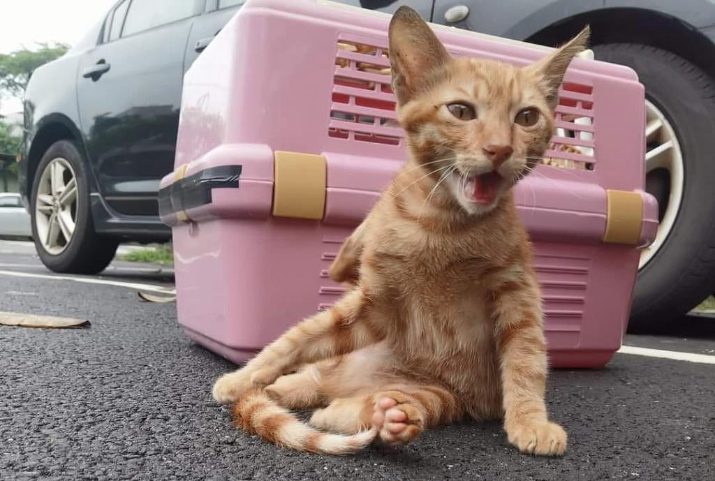 猫咪躺倒在后车轮下，以为车祸现场，真相好笑又暖心 ~ - 7