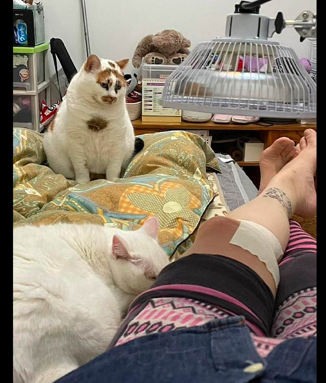 主人躺在床上做复健治疗，猫咪很疑惑地看着她：你是不是要挂了？ - 2