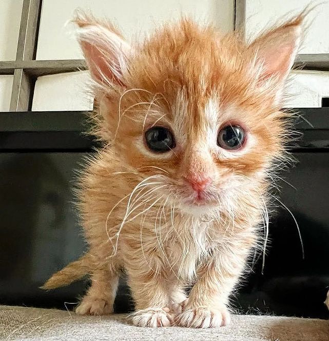 猫趣｜车库里的小橘猫痛失妹妹，被救后，却收获了一个照顾自己的姐姐 - 6