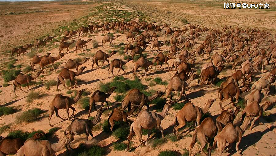 为消灭120万骆驼，人类在驼群中安插叛徒，叛徒却选择了保护骆驼 - 10