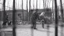 黑熊用头撞铁笼，马戏团却说是正常行为 ... 春节假期，拒绝动物表演！ - 6