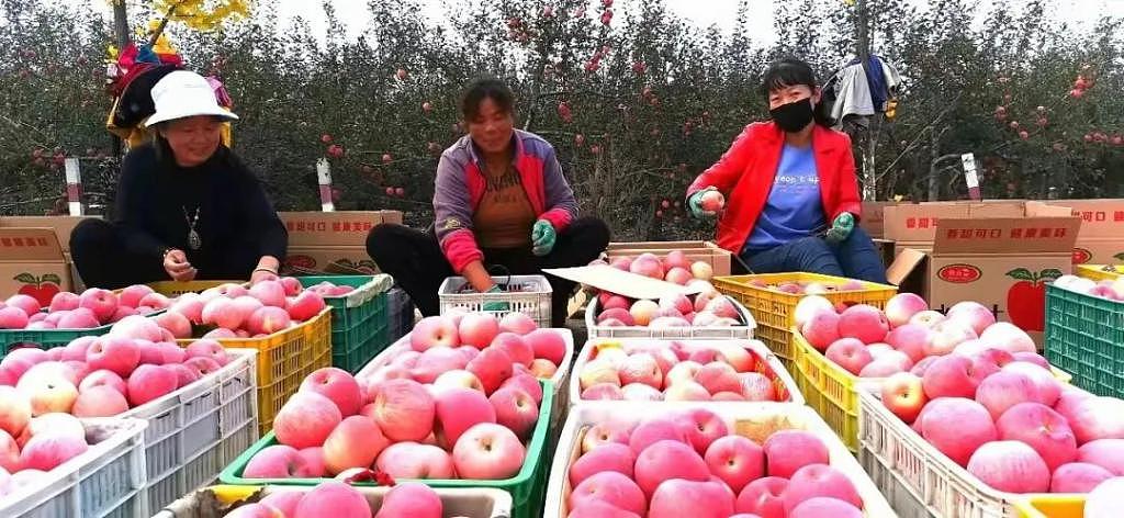 困在苹果地里的陕西果农，按件计费 6 分钱，一亩地收入不到 2000 元 - 7