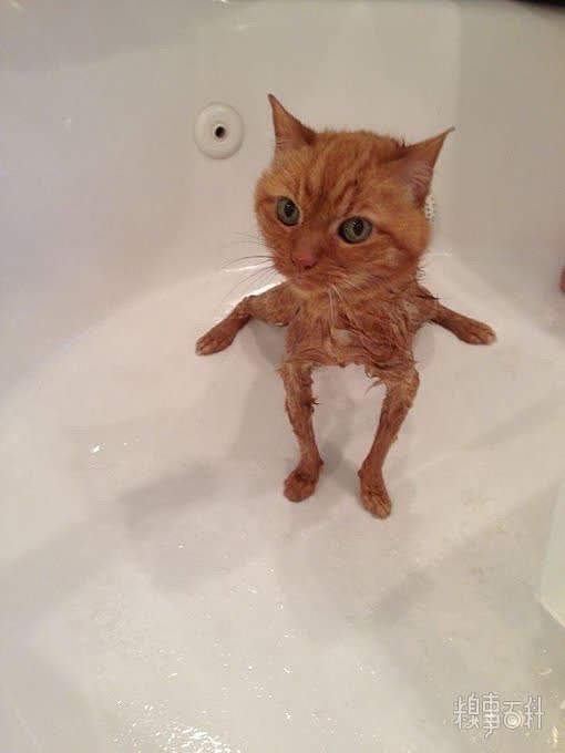 猫：水太可怕了我每次