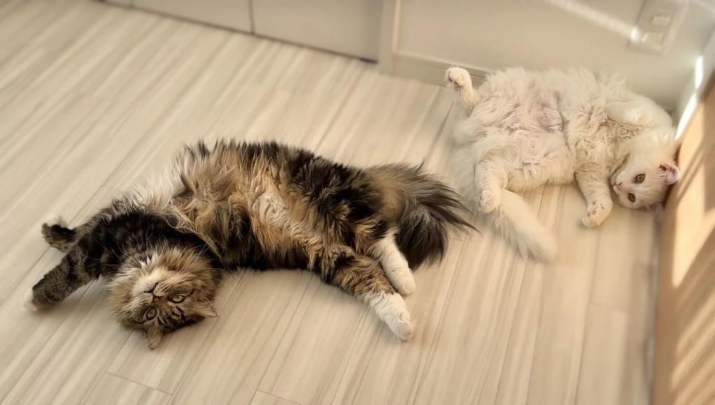 两猫一起晒太阳“躺成心形”，看似在搞暧昧，实际 . - 2