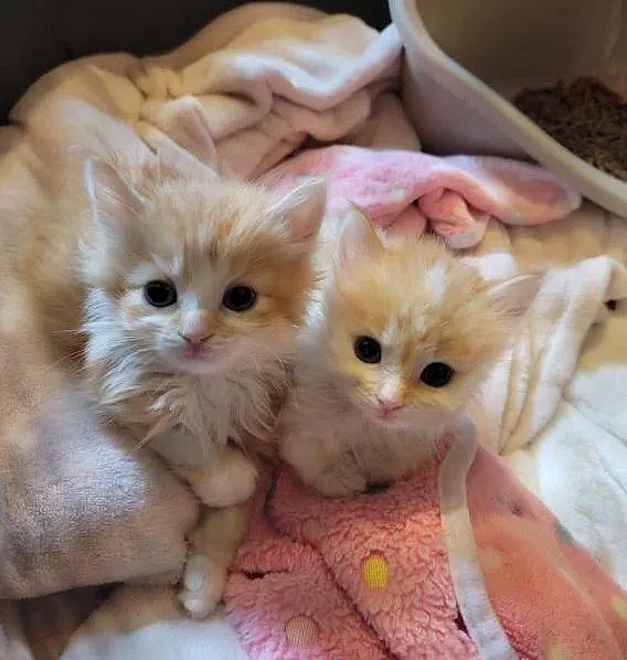 猫趣｜相隔数天出生的猫咪姐弟，在救助中心重逢，彼此守护不愿分离 - 9