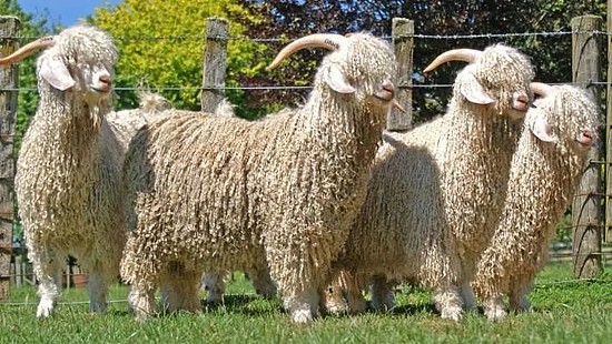 土耳其安哥拉山羊