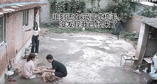 主人偷偷站在小狗身后，狗子嗅到气味的瞬间反应感动 600 万网友：它的爱永远单纯 . - 8