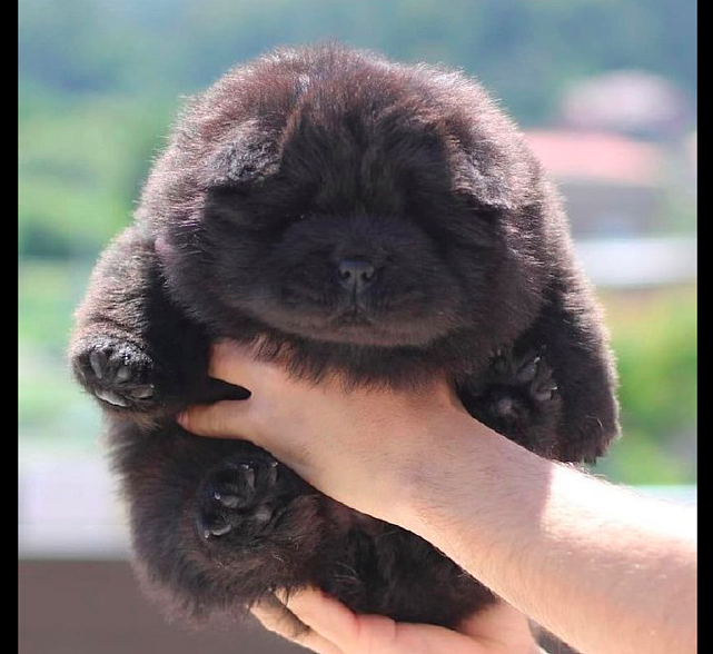 一只小松狮犬，看起来像个小黑熊，眼睛都看不清楚在哪，好可爱！ - 1