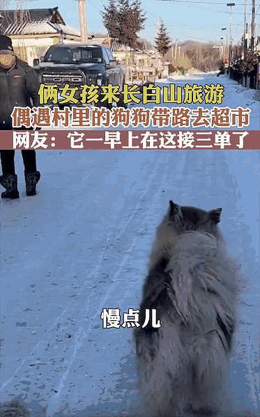 网友黄山旅游遇见可爱萨摩耶，狗狗把他们带到了自家饭店，耶耶：我今天的 KPI 完成了！ - 10