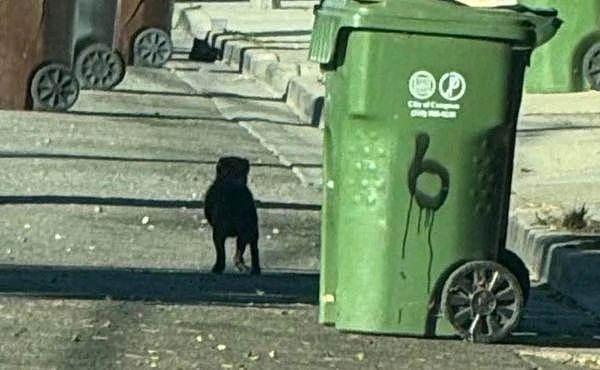狗狗在垃圾桶旁流浪两个月，被救后竟发现它有家，结局感动哭！ - 1