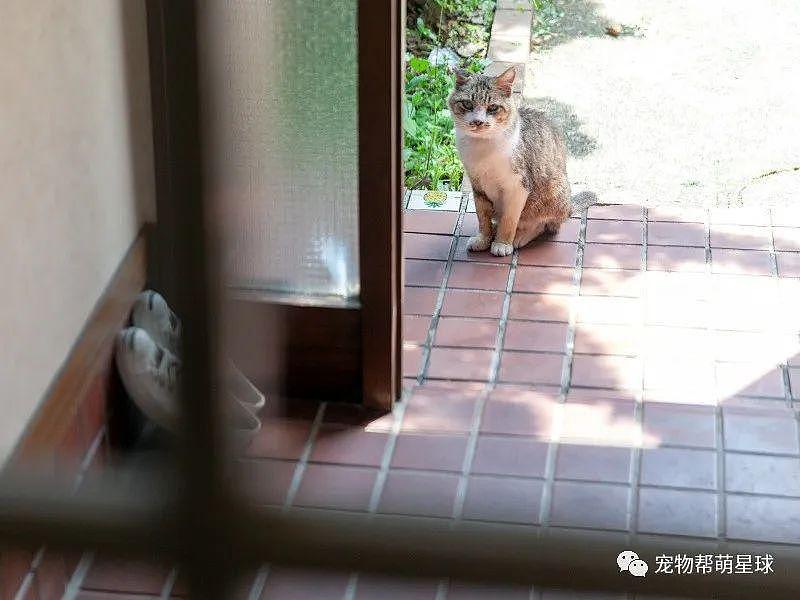 男子亲切欢迎流浪猫到家中做客，隔天它竟真来登门拜访！ - 3