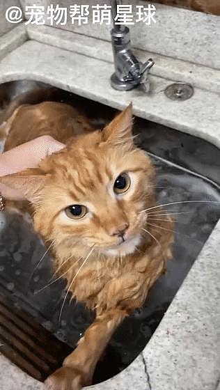 猫咪的喵生第一次洗澡，主人怕它冷，差点将它裹成粽子… - 1