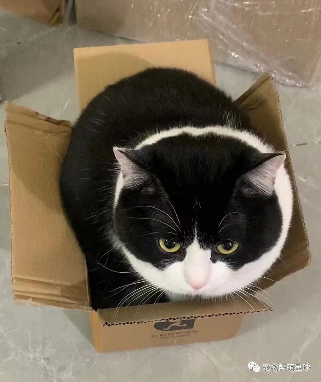奶牛猫看见纸箱非要坐进去，结果 ... 网笑：对自己的体重没有清醒的认知！ - 2