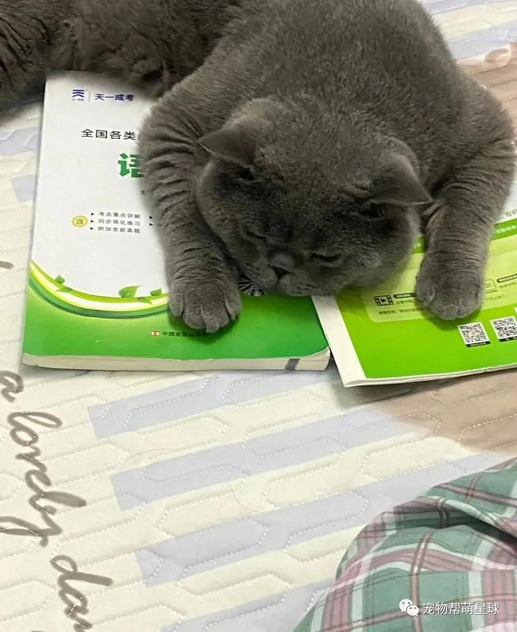 猫咪非要看书学习，但没过多久就 ... 看来不是块学习的料啊！ - 4