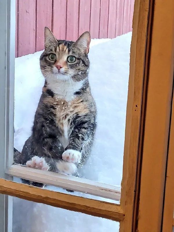 在门外吵着要进来的猫，一给它开门放进来后，表情秒变样！ - 3