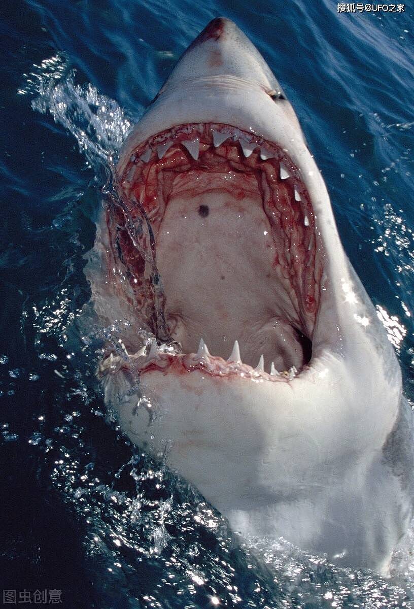 60年内首次咬死人！悉尼海滩鲨鱼伤人，鲨鱼咬人不是只尝味道吗？ - 2