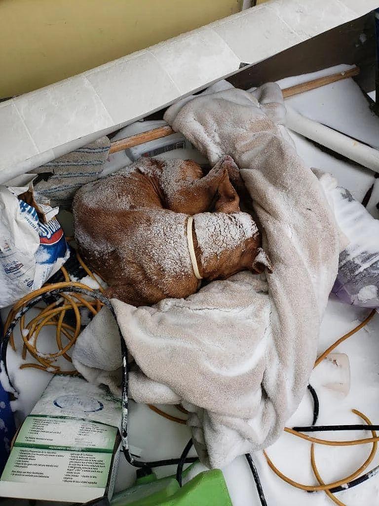 狗狗被丢在零下 17 度的风雪里，被救时仍满脸悲伤，让人心碎 . - 2
