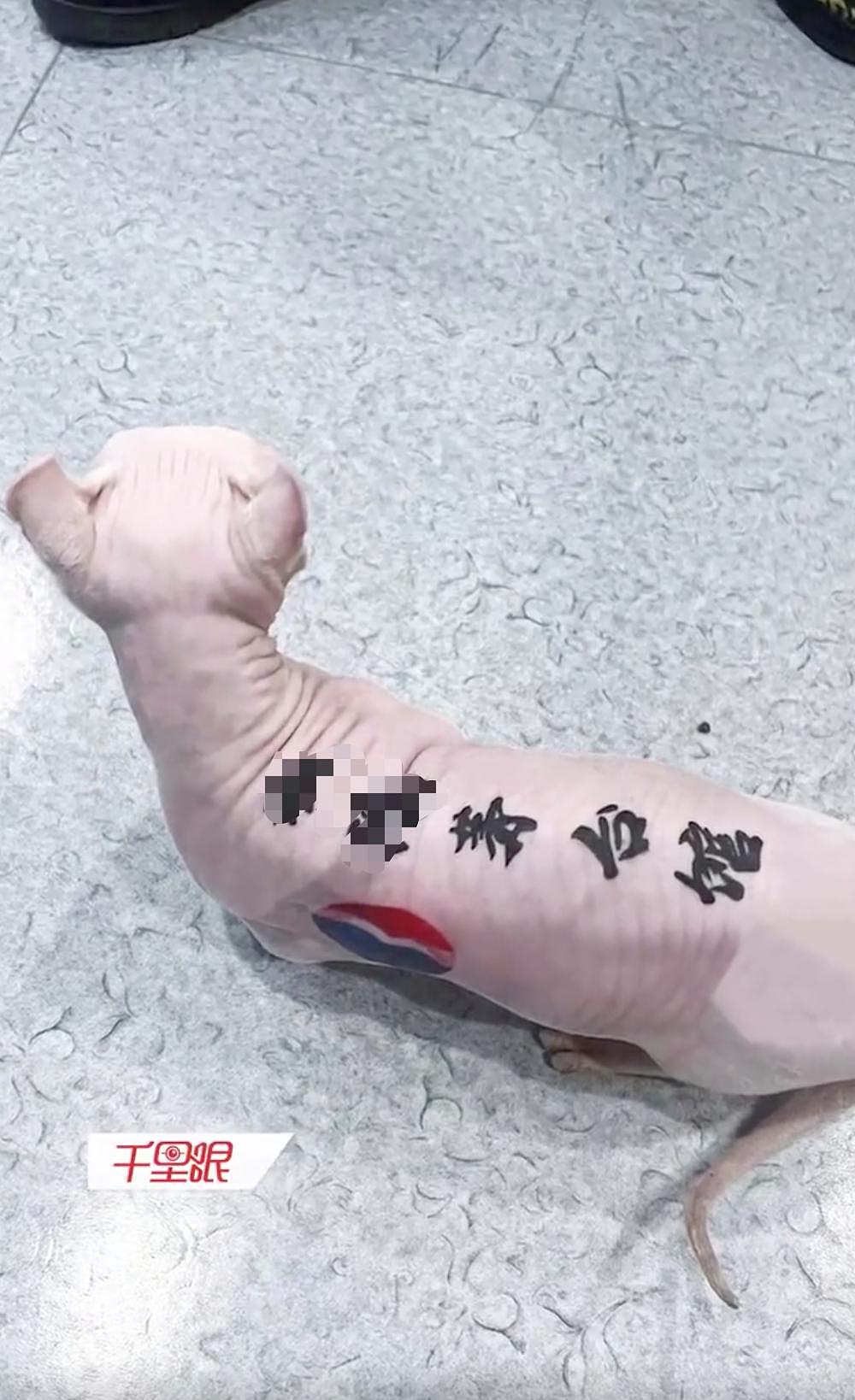 男子给无毛猫纹身为自己打广告，被人指责后说：给猫绝育不会被网暴，纹身就不行？ - 1