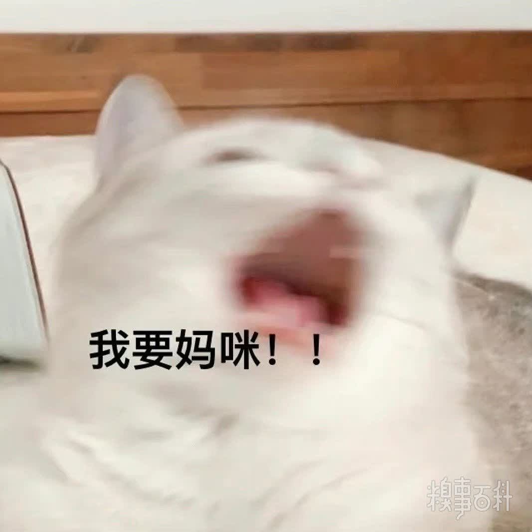 妈！我要色色！更多猫