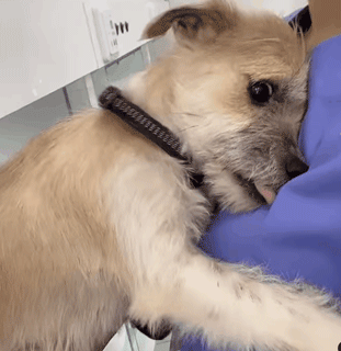 兽医给流浪狗做检查，没想到狗子一个劲儿地往她怀里钻 - 1