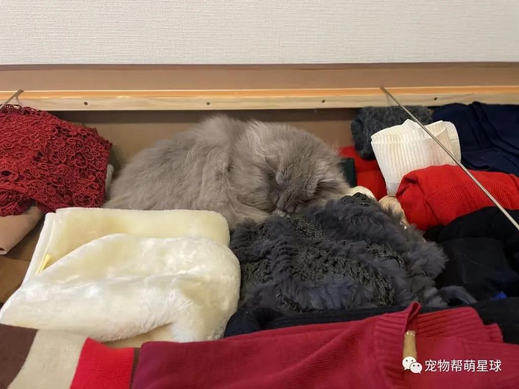 猫猫靠墙睡成三角饭团，这睡姿简直不要太舒适～ - 3