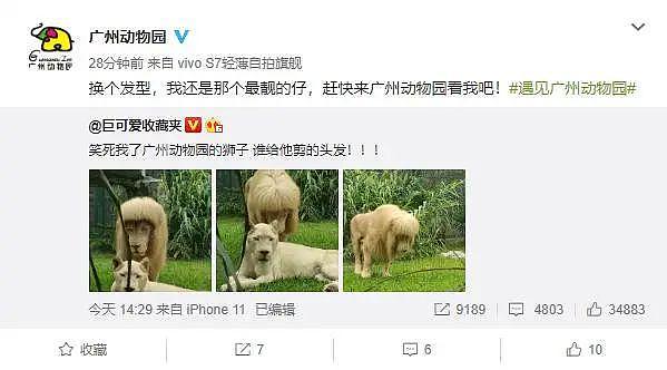 “齐刘海”狮子火上热搜，广州动物园回应 - 3
