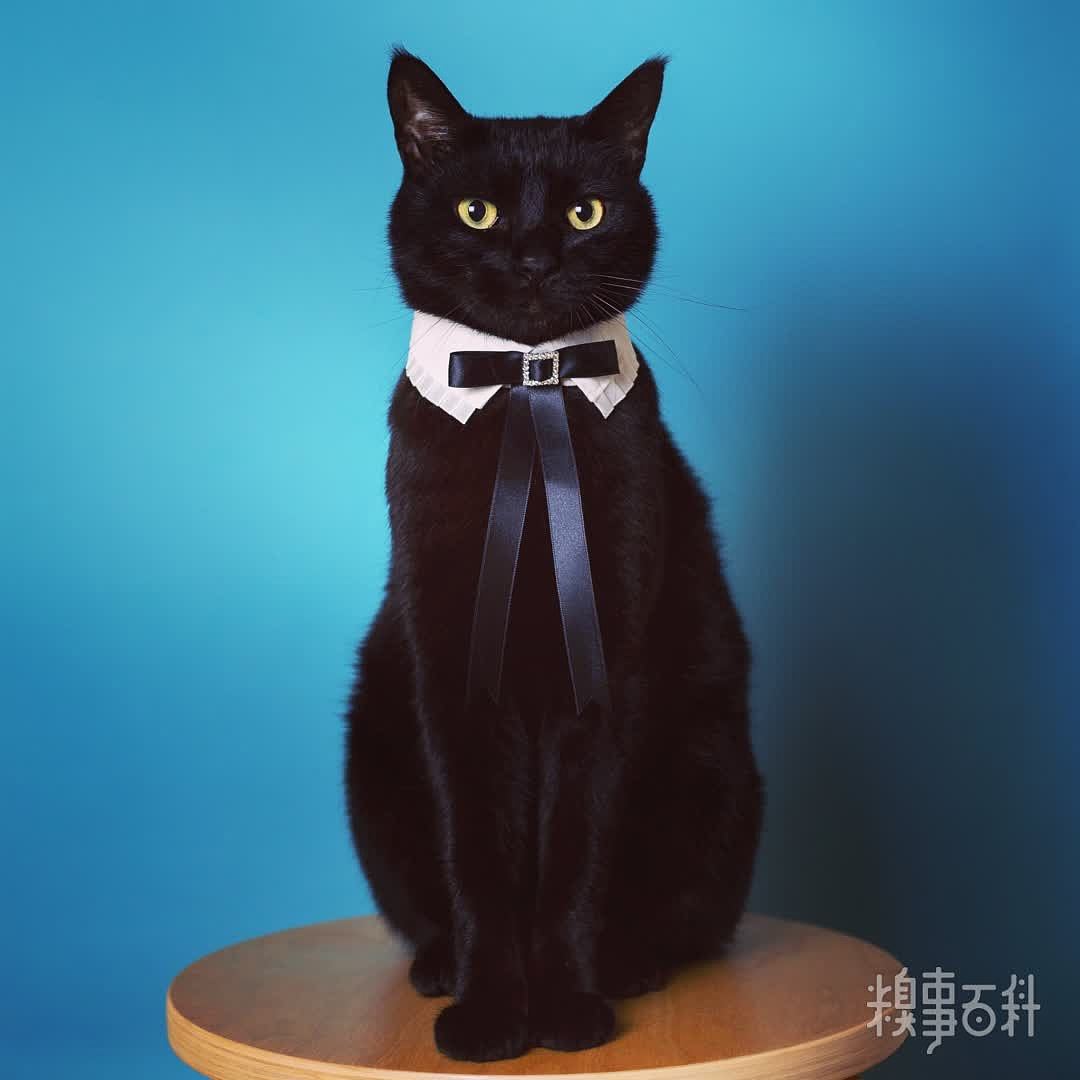 优雅的黑猫，hold