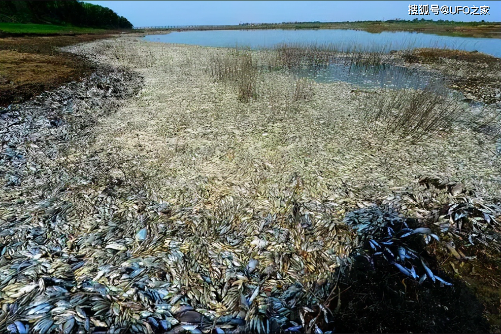 粪便才是河马最恐怖之处：每年有成千上万的鱼群，被其粪便憋死 - 3