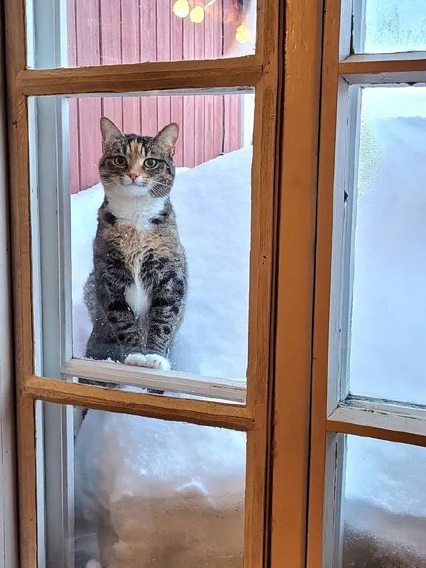 在门外吵着要进来的猫，一给它开门放进来后，表情秒变样！ - 1