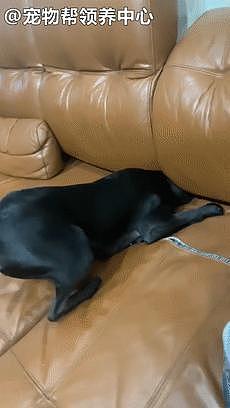 狗狗学猫钻沙发，挤半天只进去个头，网笑：固体 vs 液体吗？！ - 5