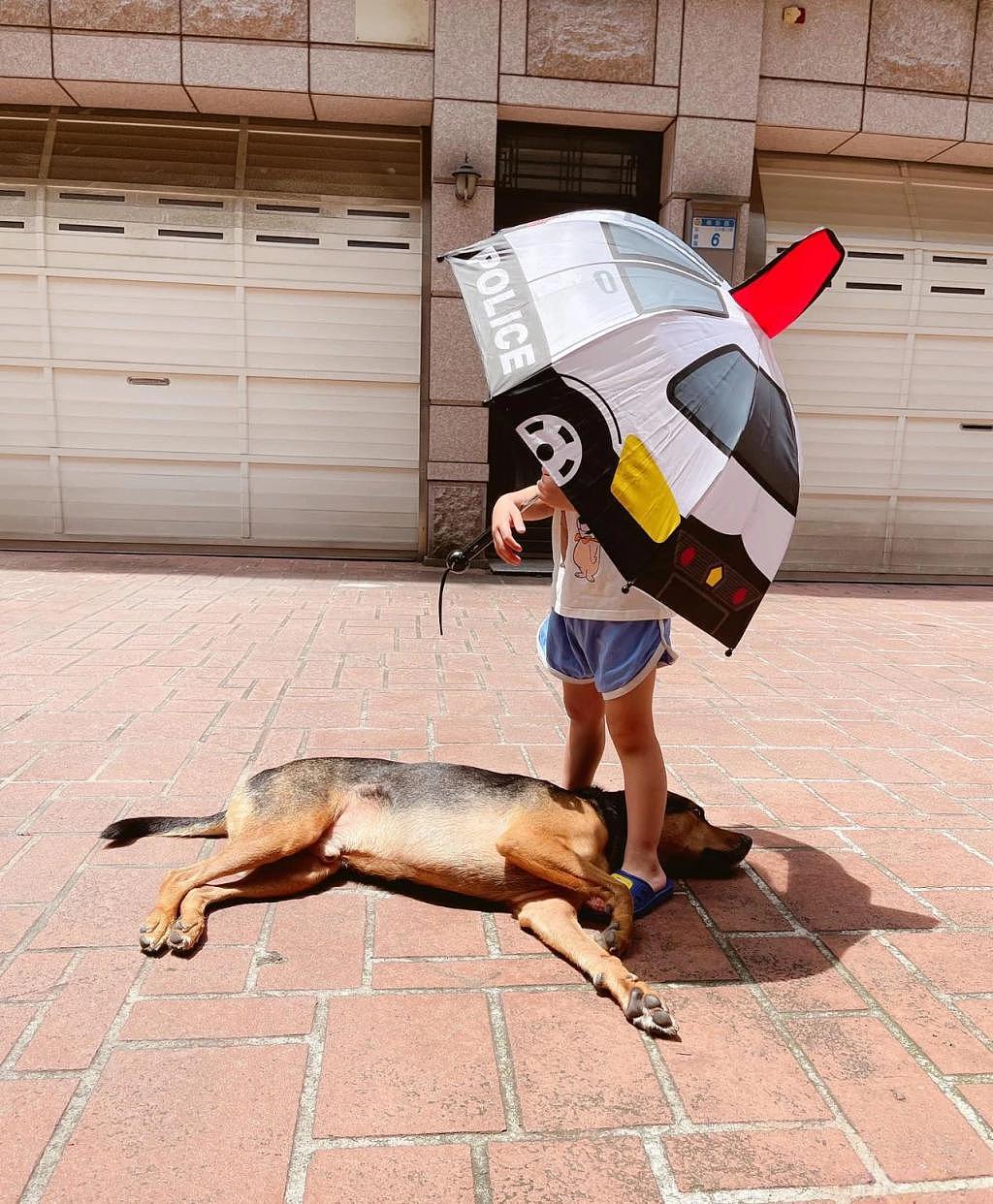 小朋友怕狗狗热为它撑伞，狗狗表情无奈：有没有种可能我在日光浴！ - 2