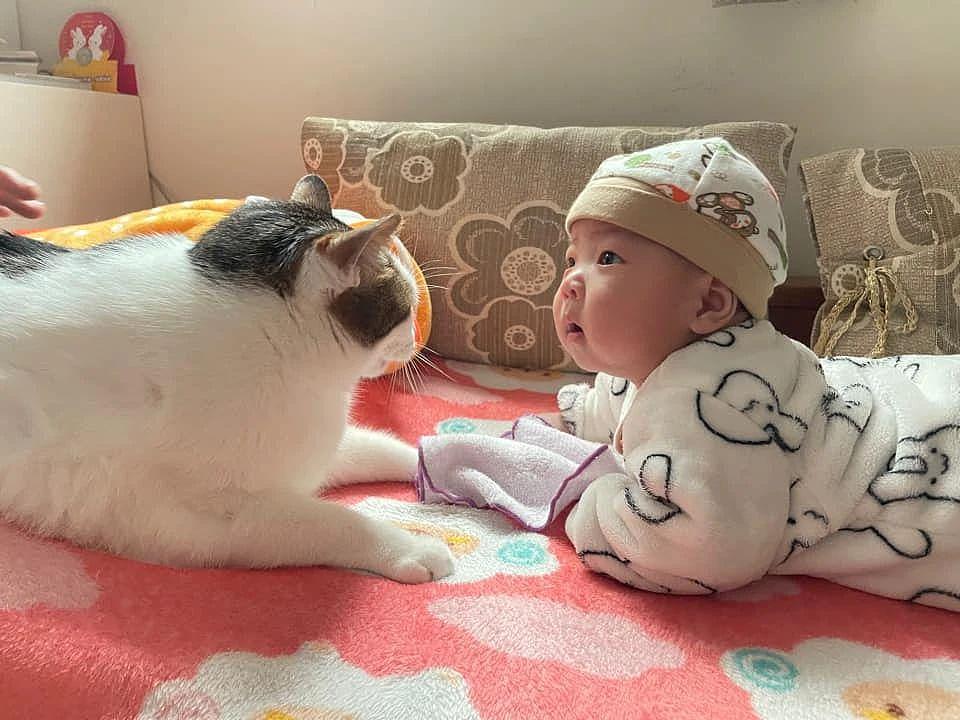 猫咪两个多月才第一次跟宝宝面对面，网友叹：小铲屎官被认证了 ~ - 1