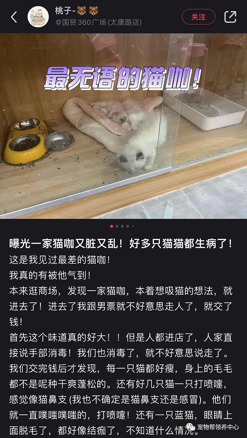 猫咖倒闭，猫猫们被遗弃在店里没食没水只能等死，猫咖到底是天堂还是地狱？ - 18