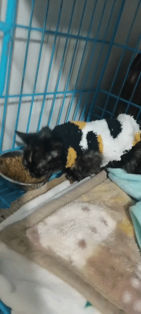 安菠 | 高架上救助的2个月大的流浪猫，洗净后，化身成了粘人的干饭猫 - 10