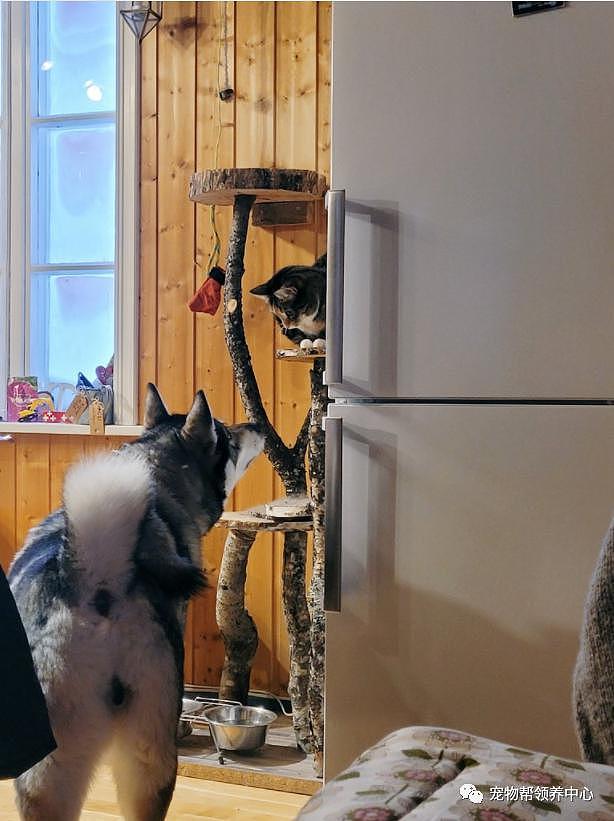 漂亮猫咪站雪堆里冲屋内叫，模样看似可怜，其实玩得比谁都欢！ - 3