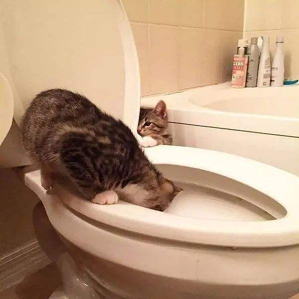为什么猫咪宁可喝马桶水，也不愿意喝碗里的水？ - 4