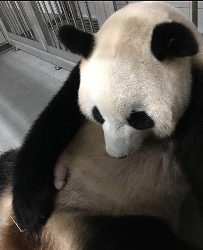 在韩国新出生的两只大熊猫幼崽快 100 天啦，拥有了名字 - 6